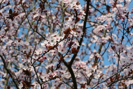 Oakville Crimson Spire Cherry Plum - Prunus cerasifera 'Oakville Crimson Spire' - Brisbane Plant Nursery