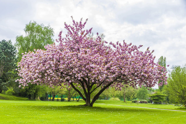 Cheals Double Pink Weeping Cherry - Prunus serrulata 'Cheals Double Pink' - Brisbane Plant Nursery