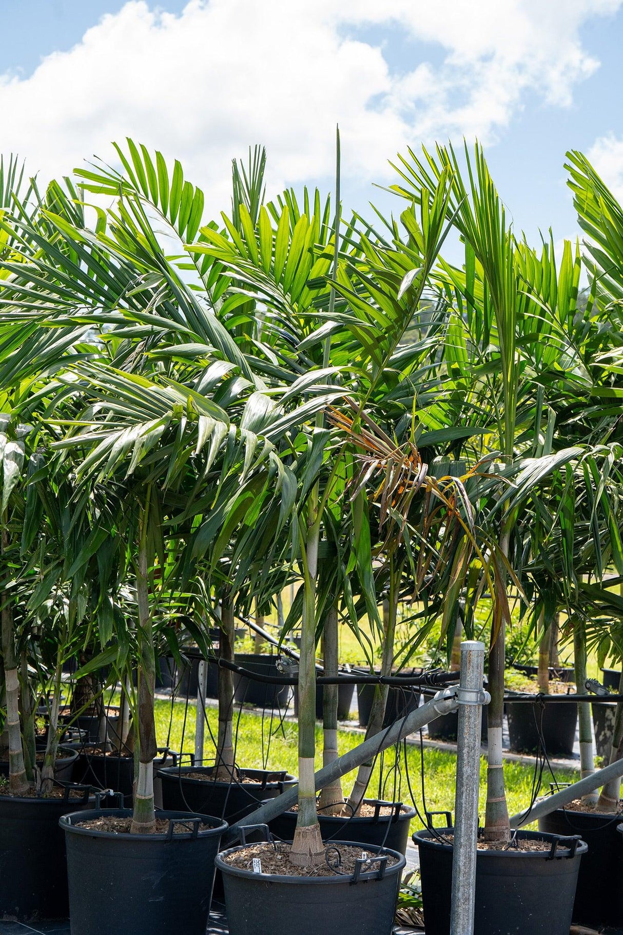 Solitaire Palm - Ptychosperma elegans - Brisbane Plant Nursery