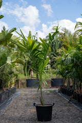 Solitaire Palm - Ptychosperma elegans - Brisbane Plant Nursery