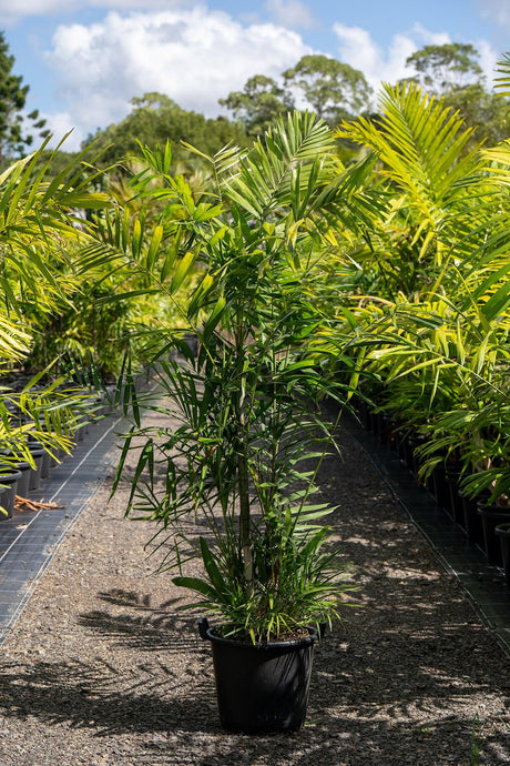 Macarthur Palm - Ptychosperma macarthurii - Brisbane Plant Nursery