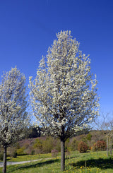 Chanticleer Pear - Pyrus calleryana 'Chanticleer' - Brisbane Plant Nursery