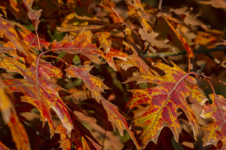 Green Pillar Pin Oak - Quercus palustris 'Pringreen' - Brisbane Plant Nursery