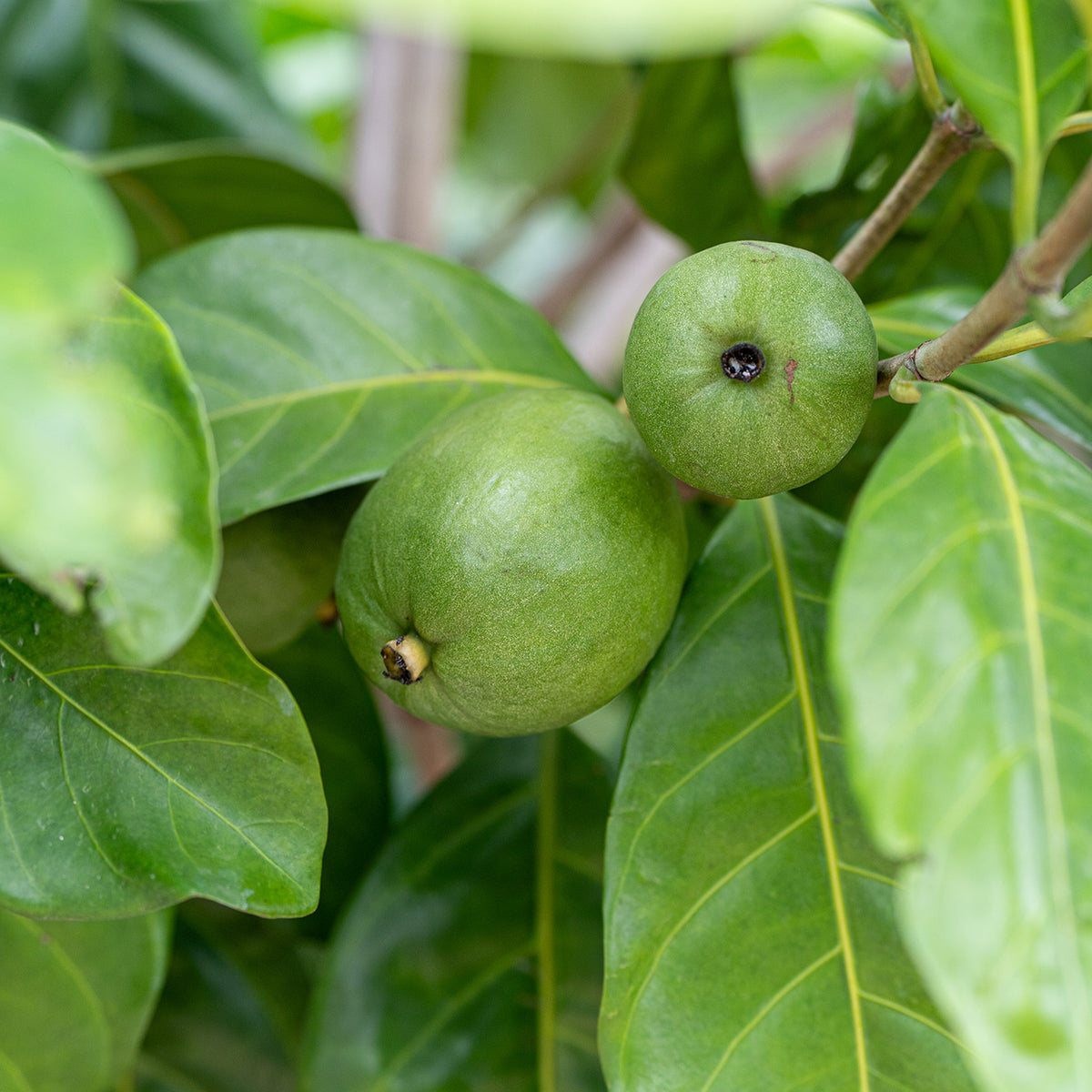 Buy Native Gardenia Randia Fitzalanii Online – Brisbane Plant Nursery