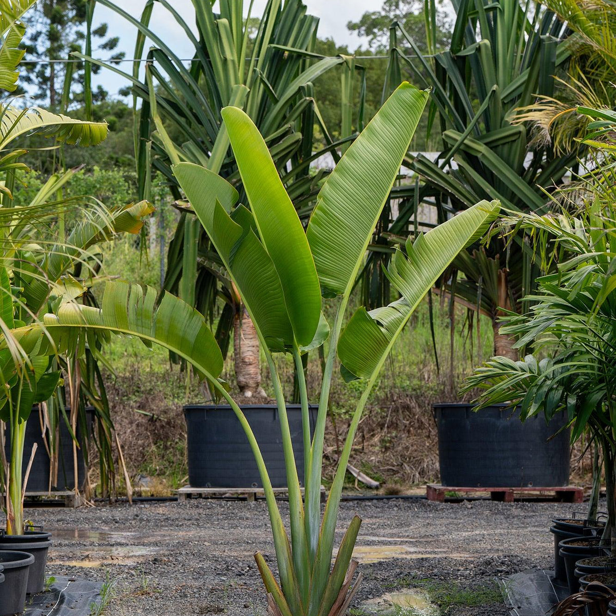 Traveler's Palm - Ravenala madagascariensis – Brisbane Plant Nursery