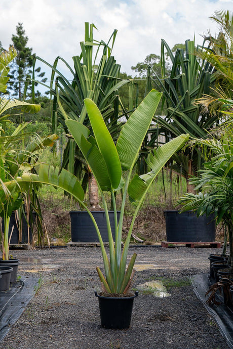 Traveler's Palm - Ravenala madagascariensis - Brisbane Plant Nursery