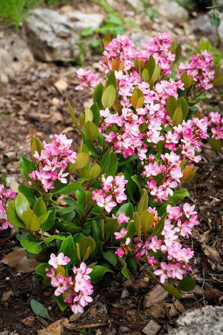 Delacour's Rhaphiolepis - Rhaphiolepis delacourii - Brisbane Plant Nursery