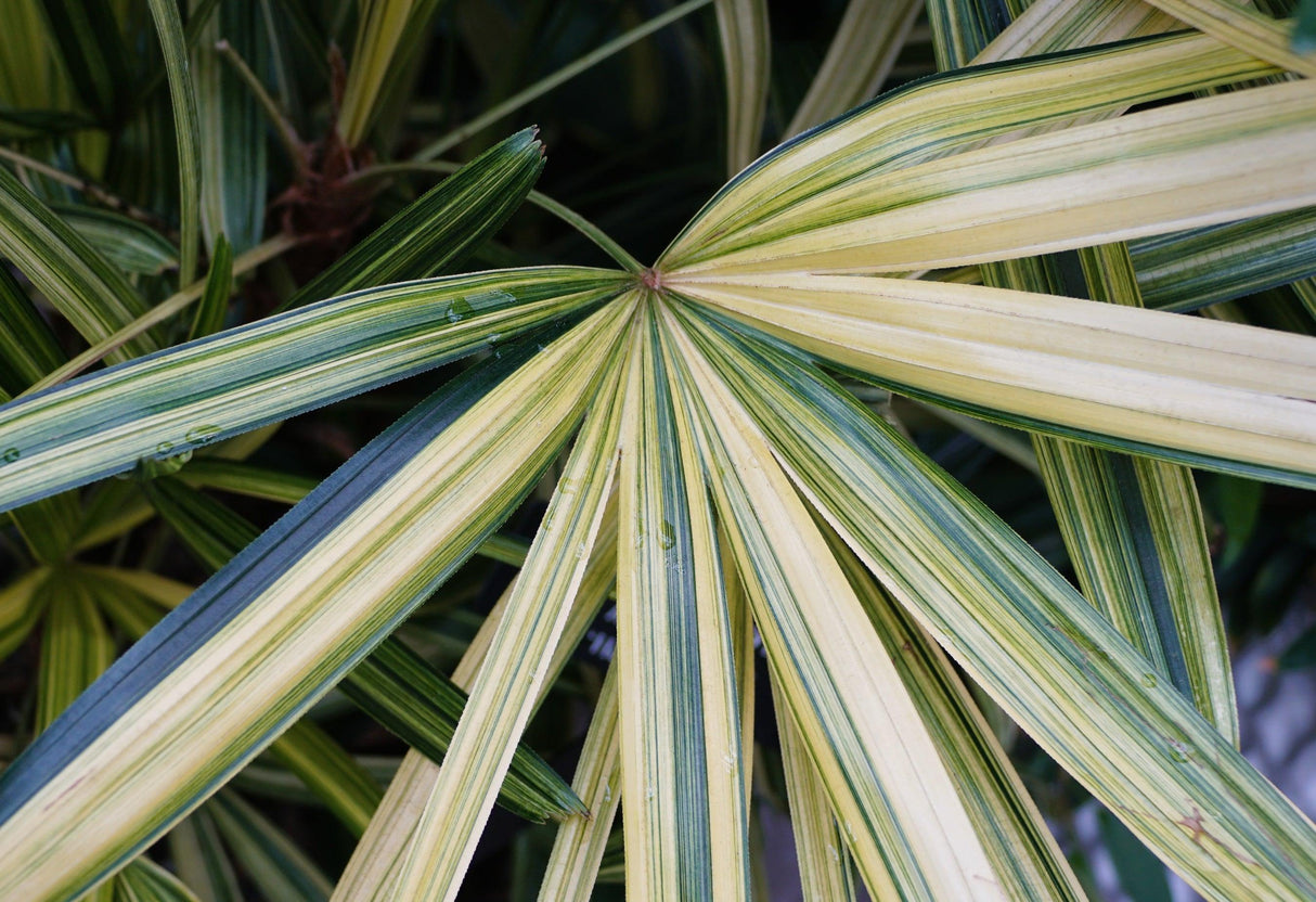 Variegated Lady Palm - Rhapis excelsa 'Variegated' - Brisbane Plant Nursery