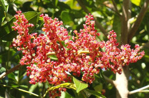 RHODOSPHAERA rhodanthema (Deep Yellow Wood) - Ex Ground - Brisbane Plant Nursery