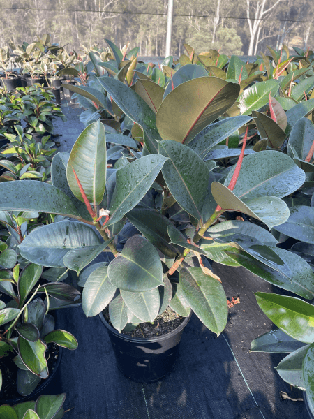 Robusta Rubber Plant - Ficus elastica 'Robusta' - Brisbane Plant Nursery