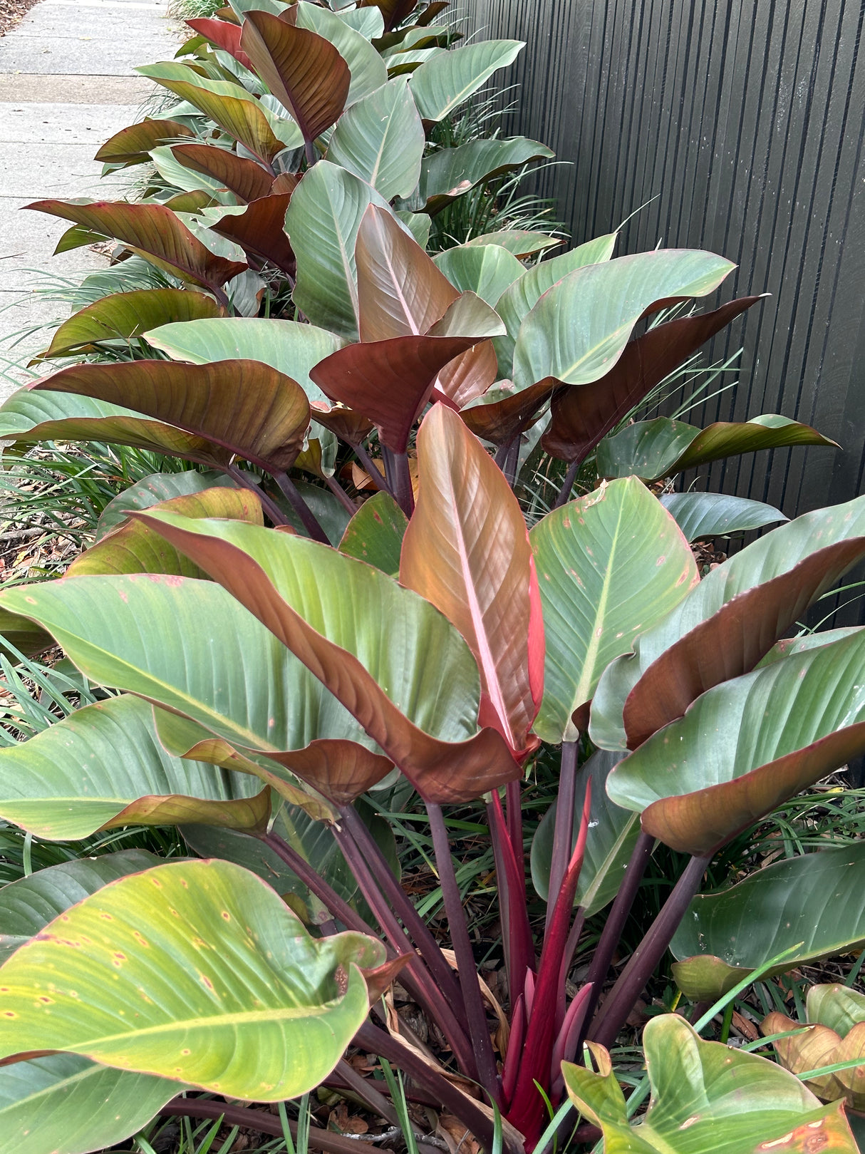 Rojo Congo Philodendron - Philodendron 'Rojo Congo'