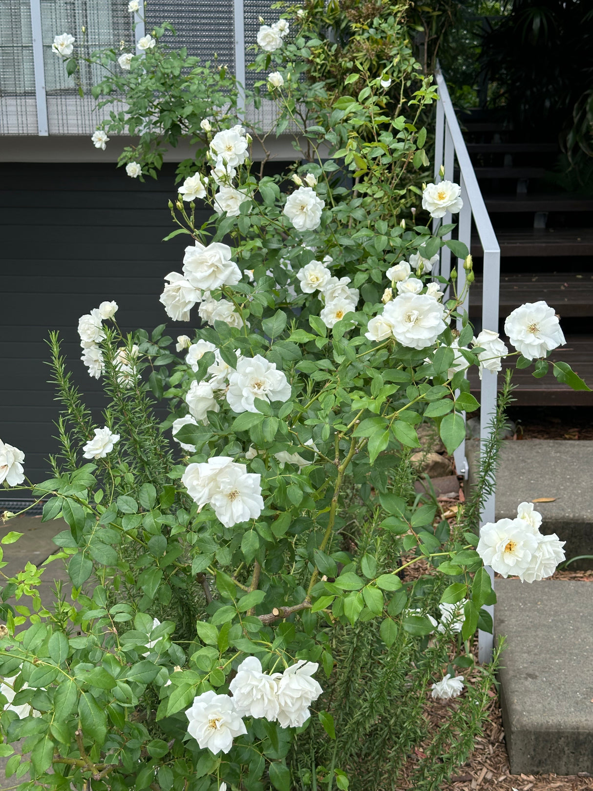 Iceberg Floribunda Rose - Rosa 'Iceberg'