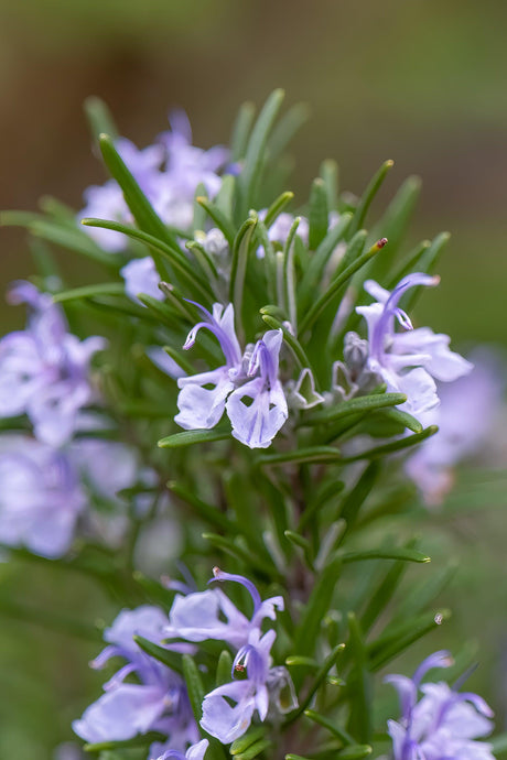 Rosemary - Rosmarinus officinalis - Brisbane Plant Nursery