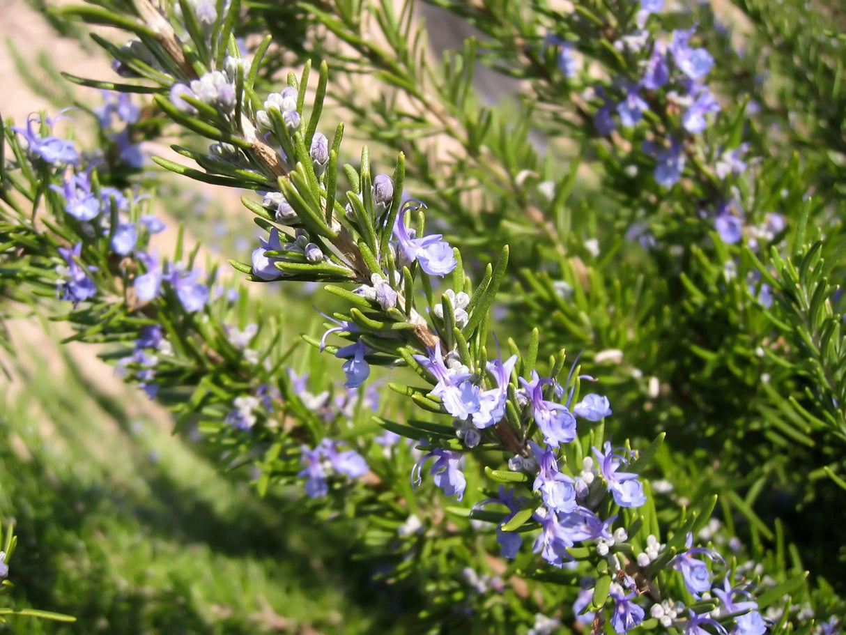 Tuscan Blue Rosemary - Rosmarinus officinalis 'Tuscan Blue' - Brisbane Plant Nursery