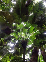 Sabinaria magnifica - Brisbane Plant Nursery