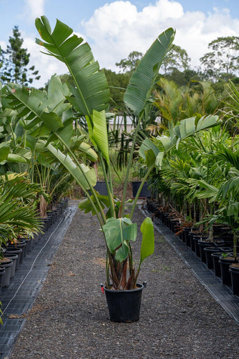 Palms, Ferns & Tropical – Brisbane Plant Nursery