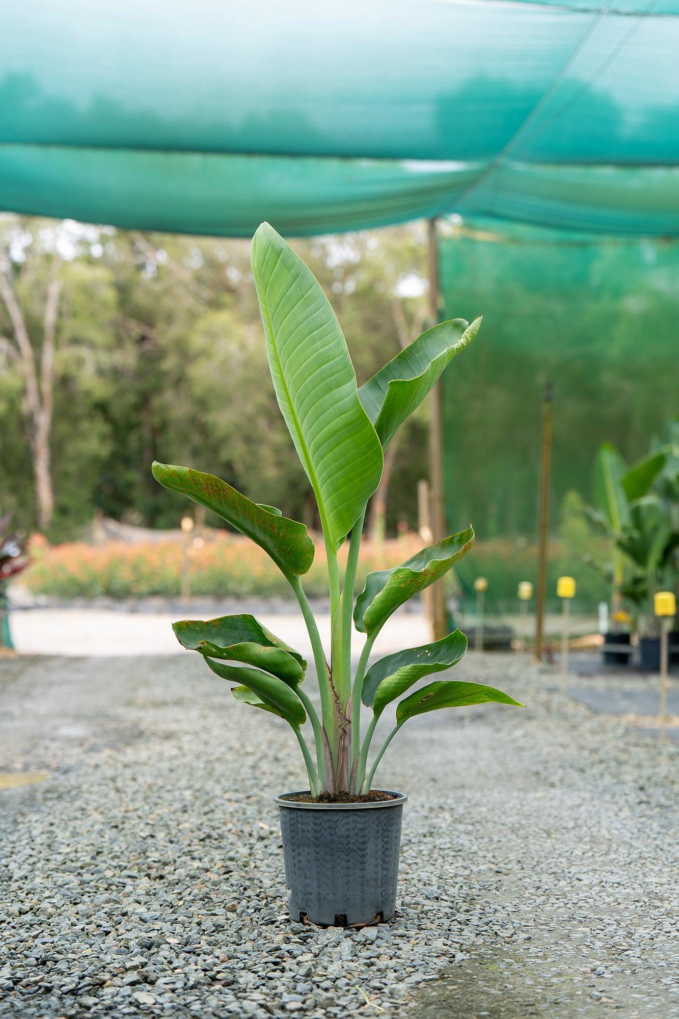 Giant White Bird of Paradise: Stunning Tropical Elegance – Brisbane ...