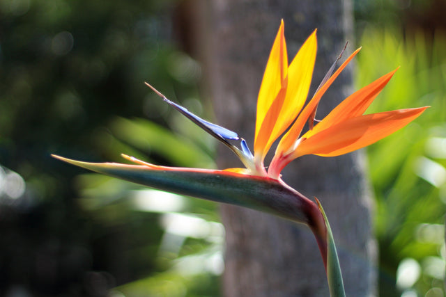 Strelitzia parvifolia var. juncea – Brisbane Plant Nursery