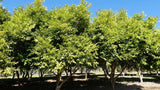 SYZYGIUM Cascade - Ex Ground - Brisbane Plant Nursery