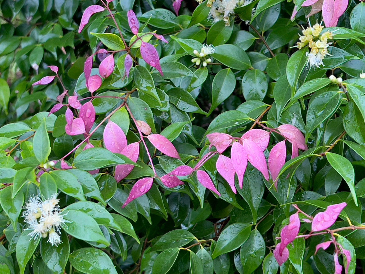 Luehmann's Lilly Pilly - Syzygium luehmannii - Brisbane Plant Nursery