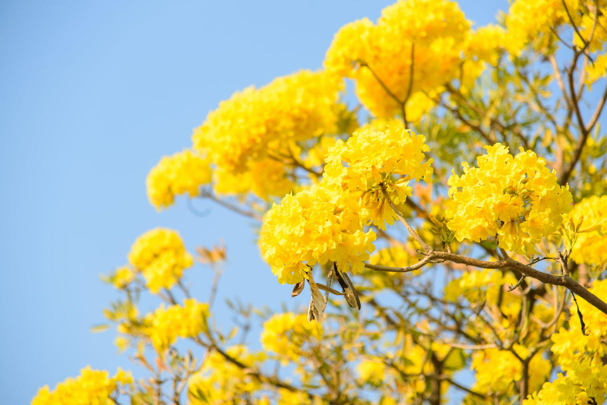 Silver Trumpet Tree - Tabebuia argentea - Brisbane Plant Nursery