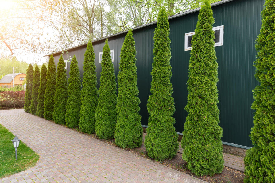 Emerald Green Arborvitae - Thuja occidentalis 'Smaragd' - Brisbane Plant Nursery