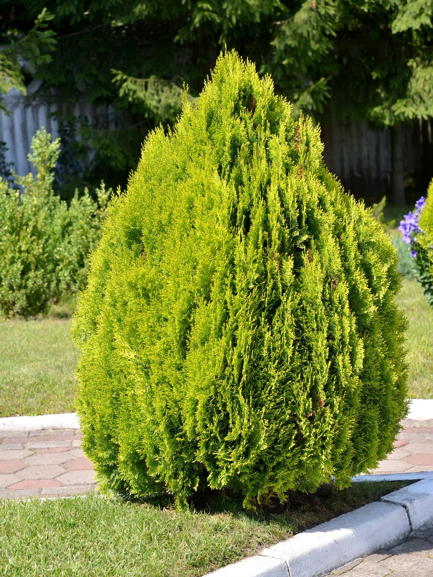 Golden Biota Evergreen: Bright Foliage, Minimal Care – Brisbane Plant ...