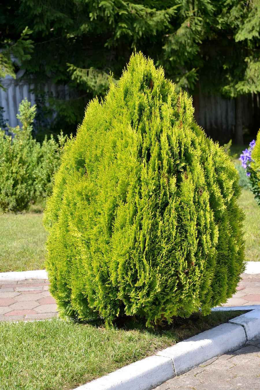 Conifers For Sale | Brisbane Plant Nursery