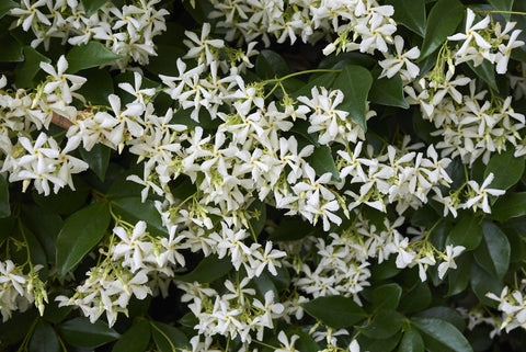 Star Jasmine - Trachelospermum jasminoides – Brisbane Plant Nursery