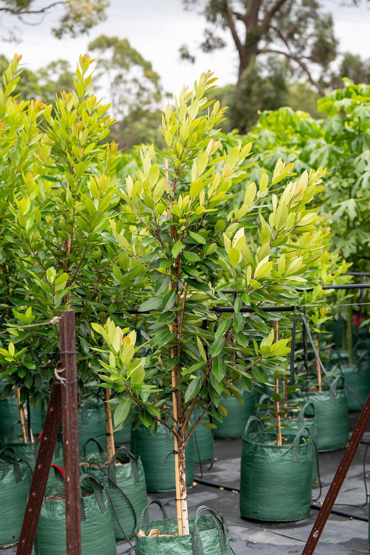 Tristaniopsis laurina 'Water Gum' - Brisbane Plant Nursery
