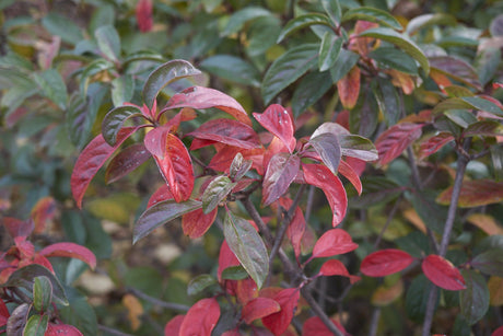 Coppertop Sweet Viburnum - Viburnum odoratissimum 'Coppertop' - Brisbane Plant Nursery