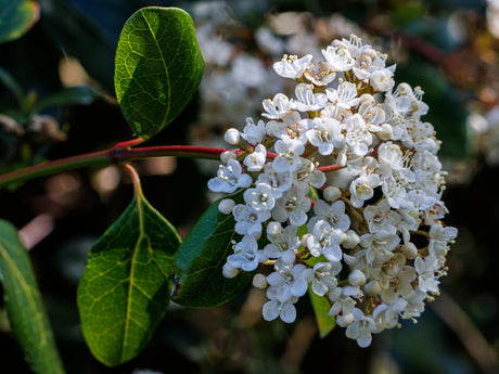 Lucidum Laurustinus - Viburnum tinus 'Lucidum' - Brisbane Plant Nursery