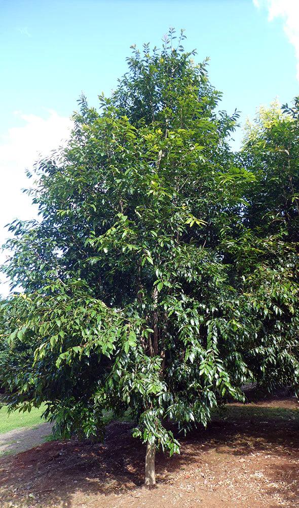 WATERHOUSIA floribunda ‘Green Avenue’ - Ex Ground – Brisbane Plant Nursery