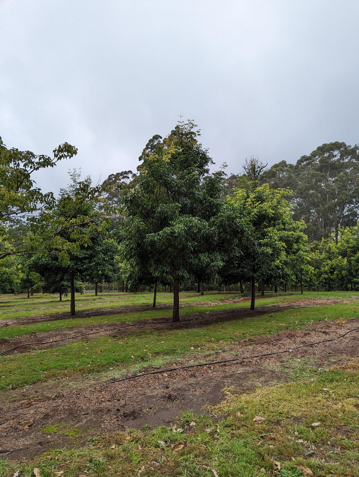 Waterhousia floribunda (Weeping Lilly Pilly) - Ex Ground - Brisbane Plant Nursery