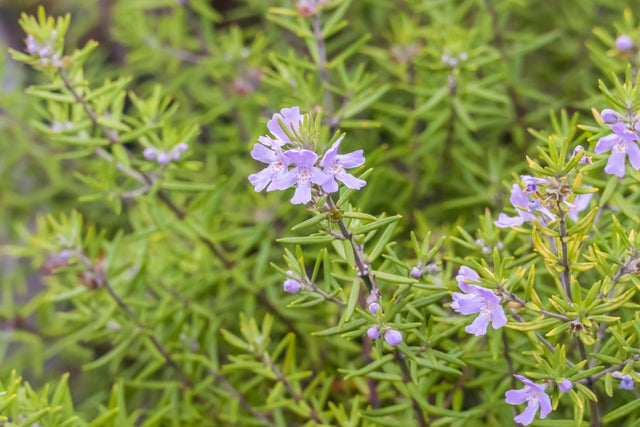 Longleaf Westringia - Westringia longifolia - Brisbane Plant Nursery