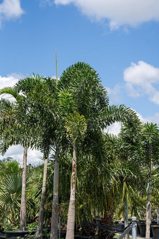 Palms, Ferns & Tropical – Brisbane Plant Nursery