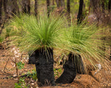 Grass Tree - Xanthorrhoea glauca - Brisbane Plant Nursery